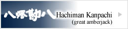 Hachiman Kanpachi(great amberjack)